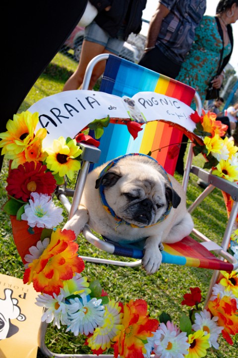 Foto do Pugnic 2026
